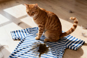 Cat Peeing on Clothes? 5 Reasons Why & How to Stop It
