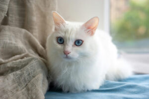 Cat Urine Smell Removal