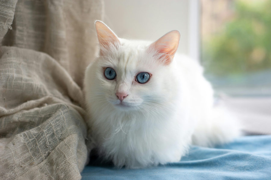 Cat Pee Removal Solutions Resource Hub