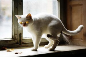 Do Female Cats Spray