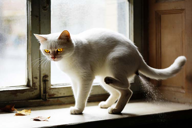 Do Female Cats Spray? Why & How to Stop It