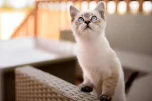 Free Printable Cat Pee Log Behavior Tracker