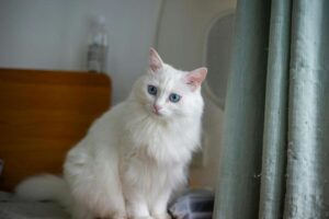 Why Is My Cat Peeing Everywhere