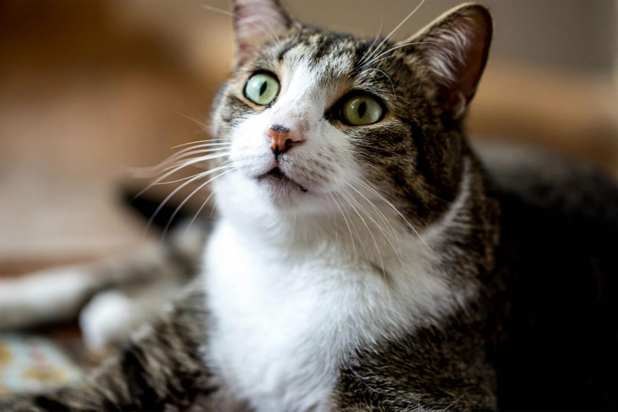 get rid of cat pee smell quickly