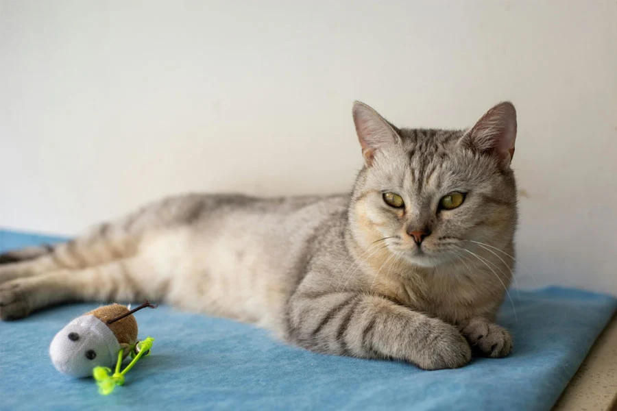 how to get pee out of a mattress.