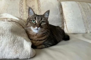 how to get cat pee out of couch